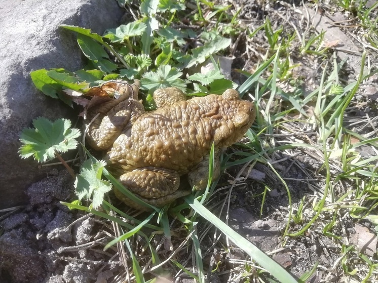 Жителей Петрозаводска попросили уступать дорогу сонным жабам
