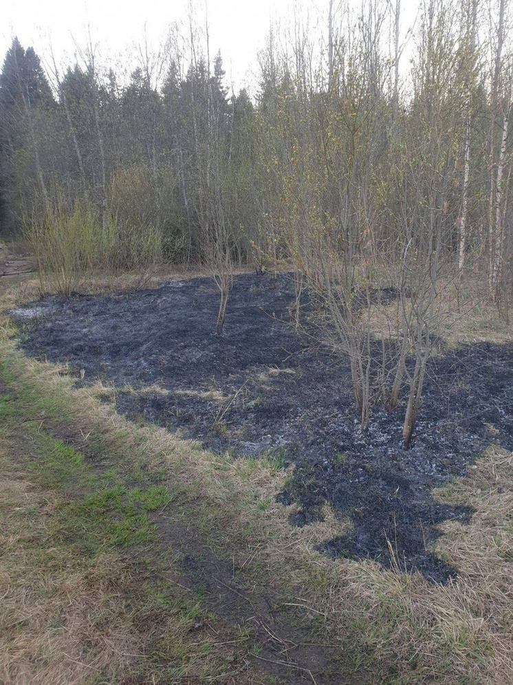 Лесной пожар едва не разгорелся в Петрозаводске