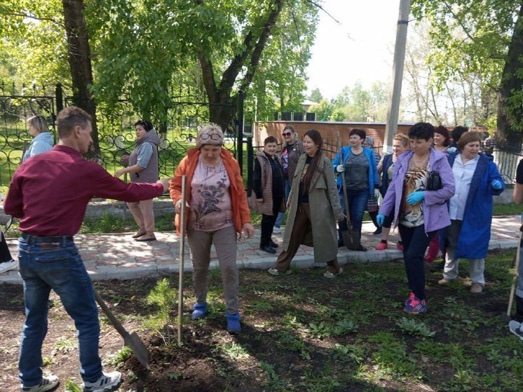 Работники Бейской больницы Хакасии высадили сосновую аллею