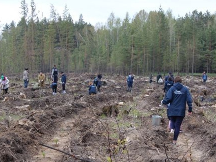 Свыше 16 тысяч деревьев высадили на Среднем Урале в рамках акции «Сад памяти»