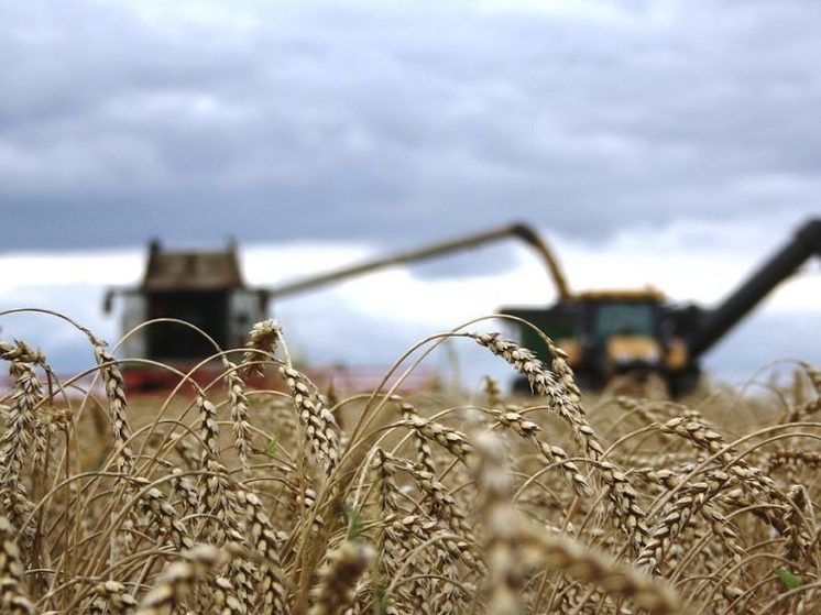 В 2024 году экспорт муки и зерна из Ингушетии увеличился в полтора раза