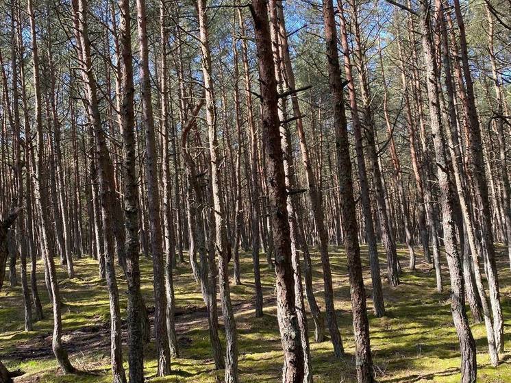 Выходные в Калининграде будут теплыми и с грозами