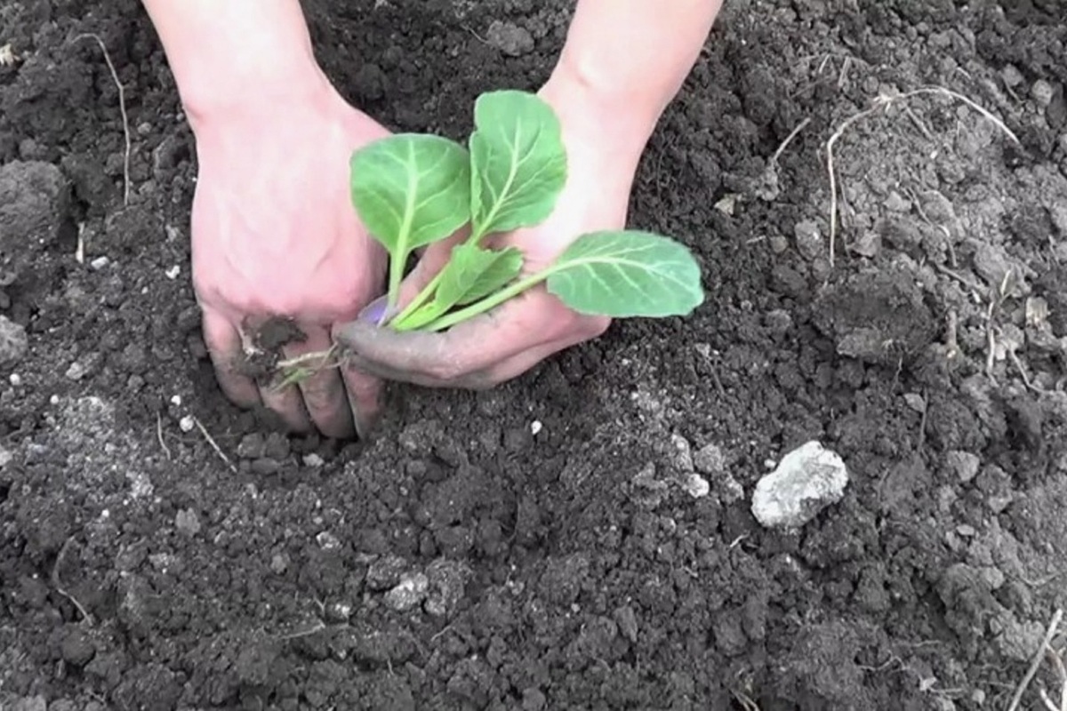 Высадка капустной рассады. Окучивание капусты в открытом грунте. Рассада капусты в открытый грунт. Посев капусты в поле. Посадка капусты под.