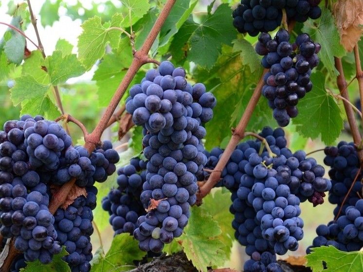 Виноград, кажется, такой безобидный фрукт, но на самом деле он может оказаться настоящей ловушкой для здоровья некоторых людей