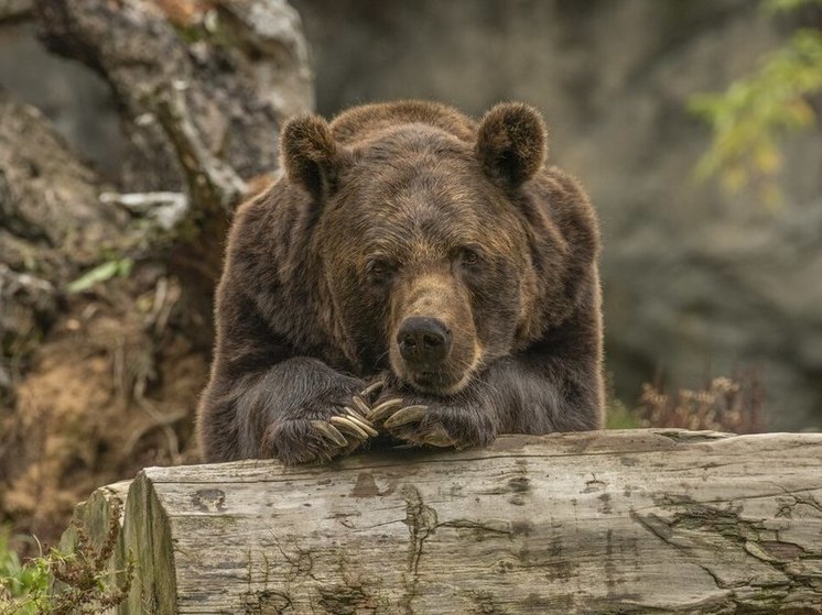 Медведь пришел в село Богашево Томского района