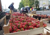 Майские заморозки привели к большим убыткам среди фермеров, в связи с чем цены на ягоды и фрукты в России могут вырасти на 15 %. Об этом сообщает РЕН ТВ.