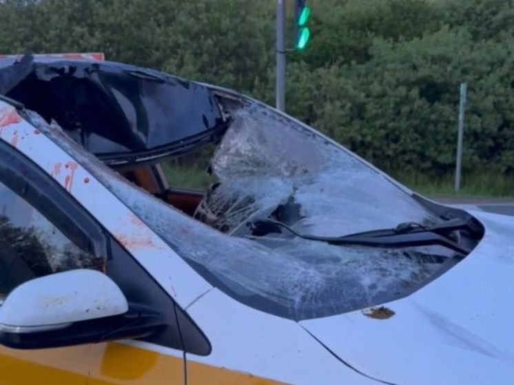 Автомобиль такси сбил лося на трассе в Подмосковье