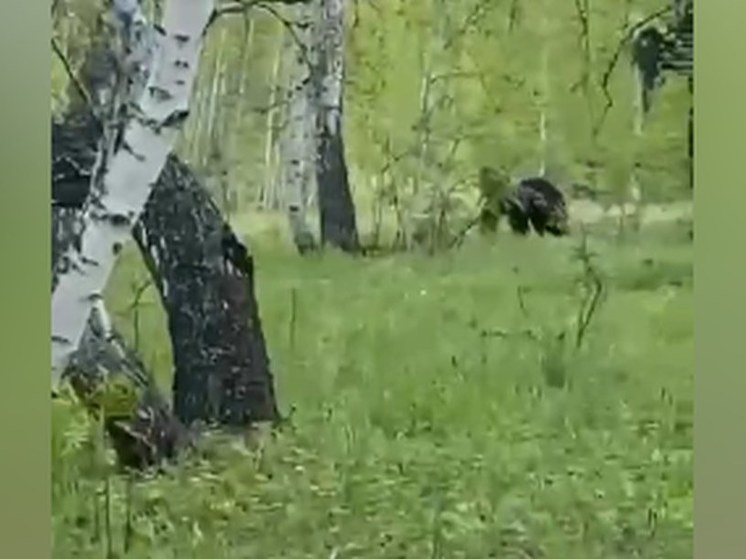Житель Башкирии в лесу столкнулся с медведицей и медвежатами