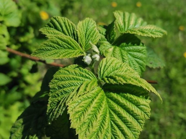 Садоводам напомнили, как нужно ухаживать за малиной в мае