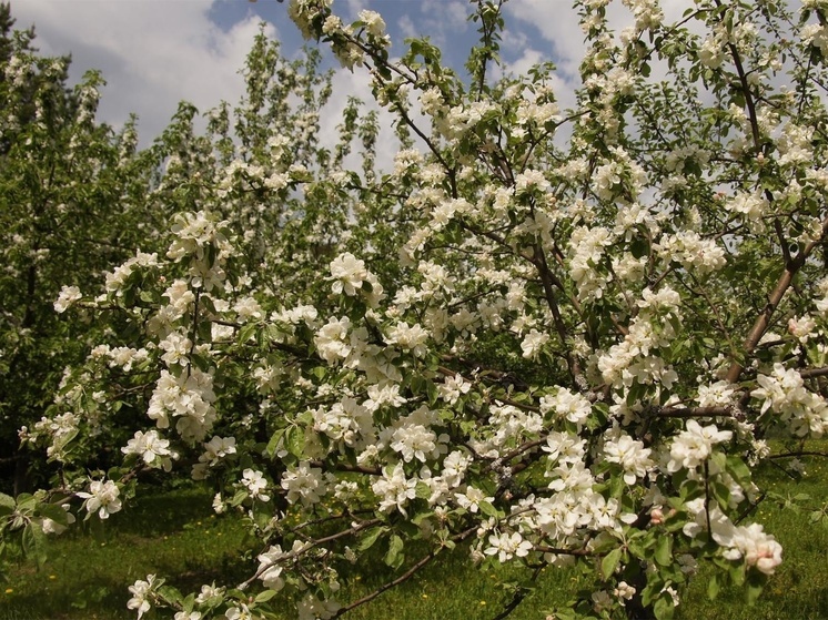 Жителей Петрозаводска приглашают на праздник цветущих яблонь