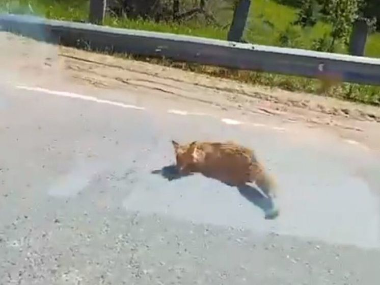 Предположительно бешеную лису заметили в Подмосковье