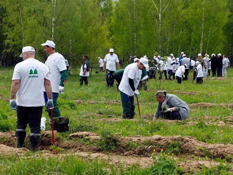 20 тысяч молоденьких елей пополнили лесной фонд Владимирской области