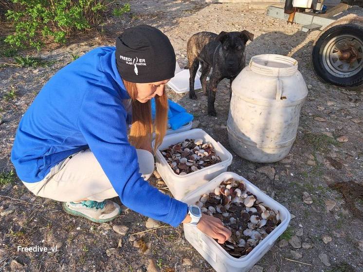 Дайверы Владивостока посадили 15 тысяч гребешков в Японском море