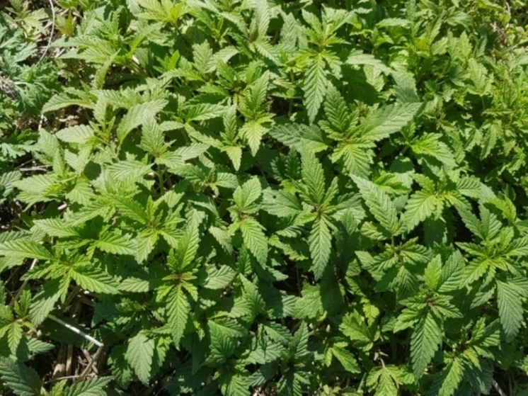 В Еврейской автономии нашли новые очаги произрастания конопли