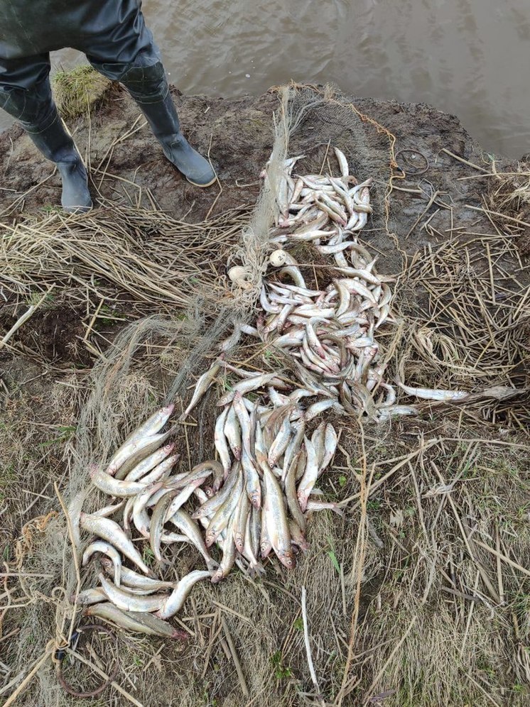 В Поронайском районе задержали браконьера и изъяли более 300 рыбин