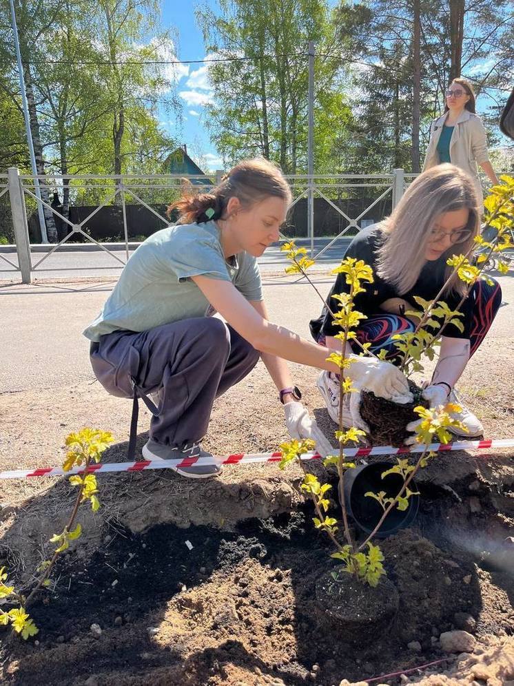 В парке «Липово» в Сосновом Бору высадили 100 кустов пузыреплодника