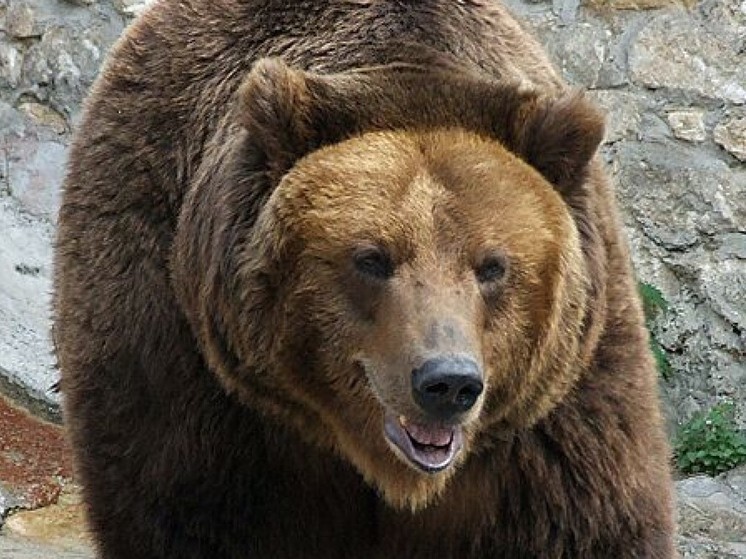 В Башкирии на вышедшего на пробежку россиянина напали три медведя