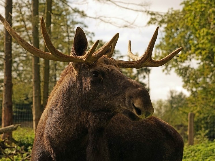 Помните, что даже в лесу Московской области могут быть агрессивные животные