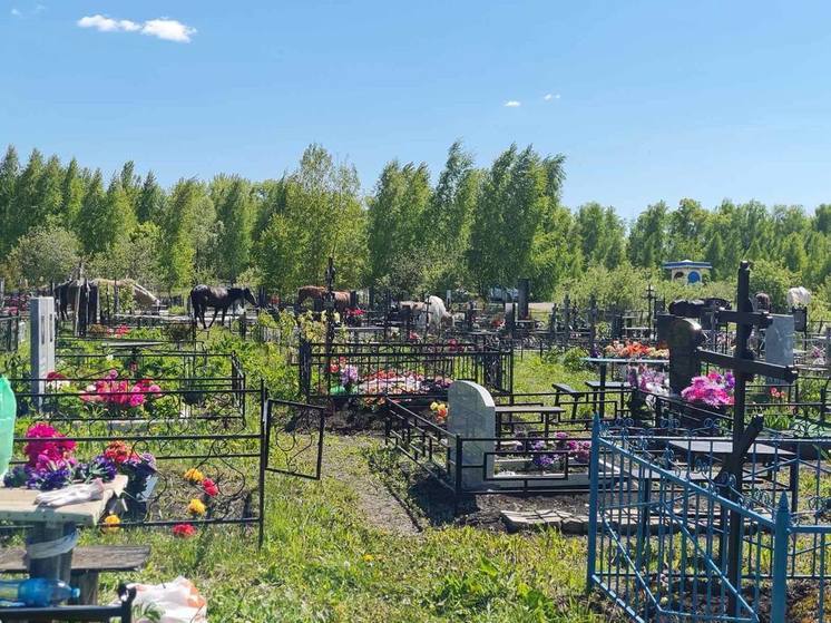 В Пензенской области лошади-сладкоежки разорили кладбище