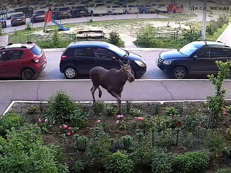  На улице Петрова в Йошкар-Оле заметили лосенка