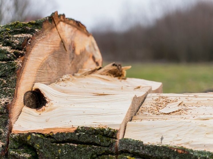 В Российской Федерации и Курской области в том числе уголовное наказание может грозить дачникам, которые позволили себе вырубить соседские деревья