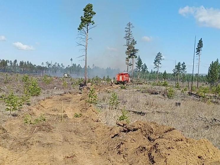 В Приангарье за сутки ликвидировали 11 пожаров в лесу