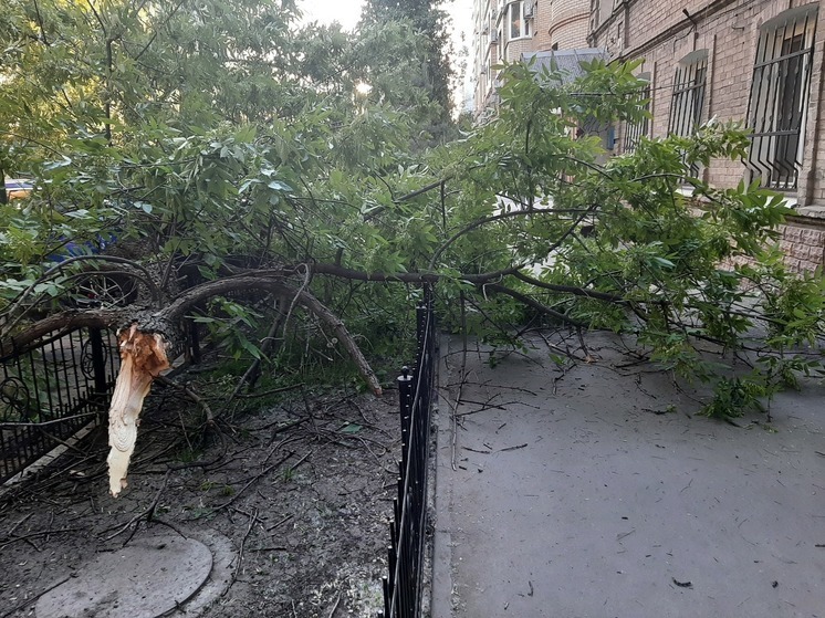 В Саратове дерево накрыло автомобиль и тротуар