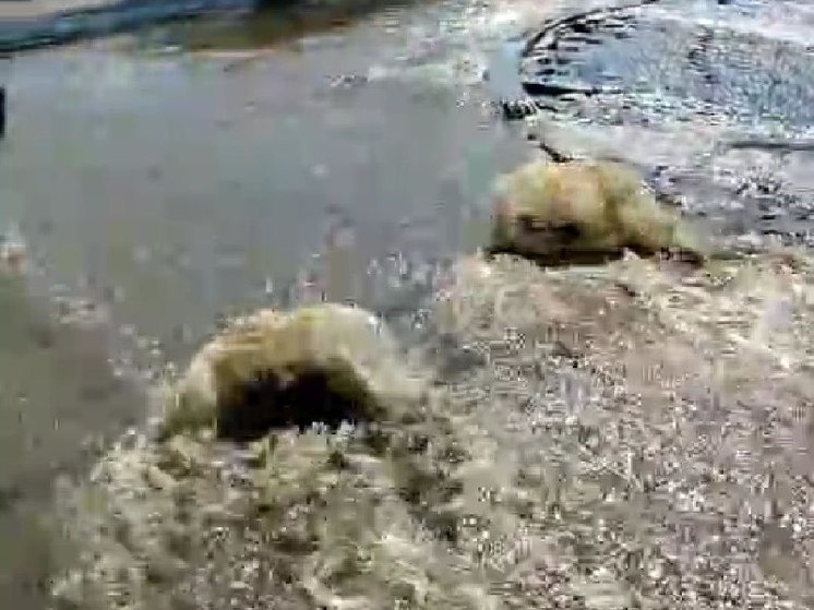 Гейзеры на улице Радищева заметили хабаровчане