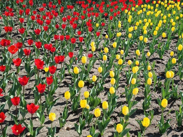 Цветы на 13 тысячах квадратных метров клумб высадят в Екатеринбурге