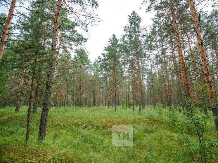 Более 2,6 тысяч человек пострадали от укусов клещей в Татарстане с начала сезона