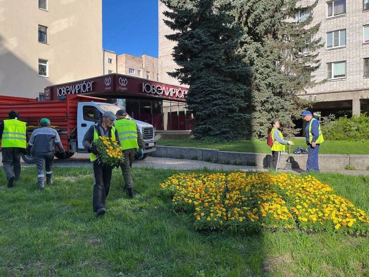 Тюльпаны, бархатцы, цветы в вазонах: как озеленят Выборг