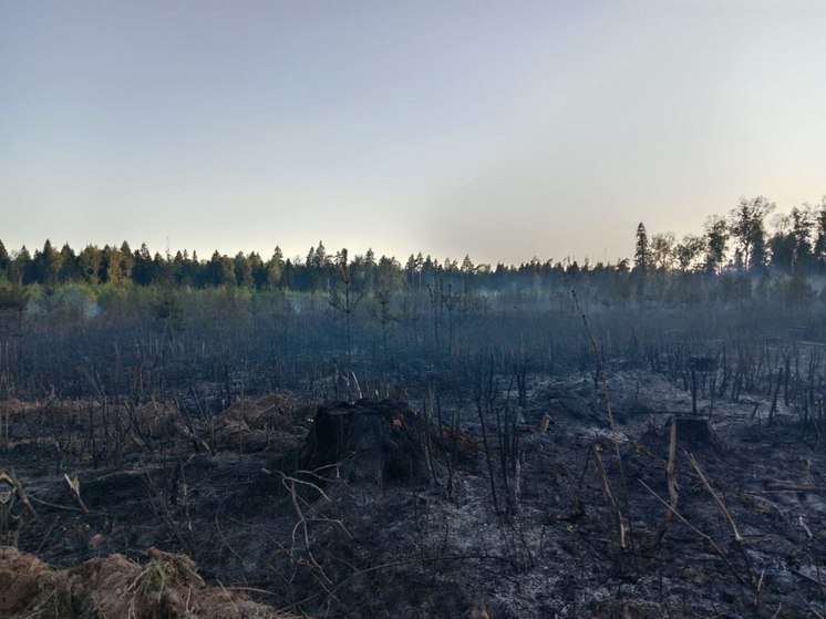 В Подмосковье сегодня действует 3-ий класс пожарной опасности