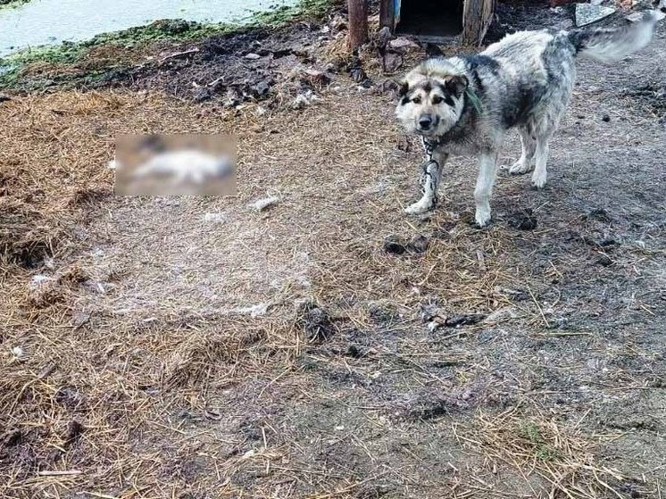 Житель Омской области убил кошку и бросил её на съедение собаке
