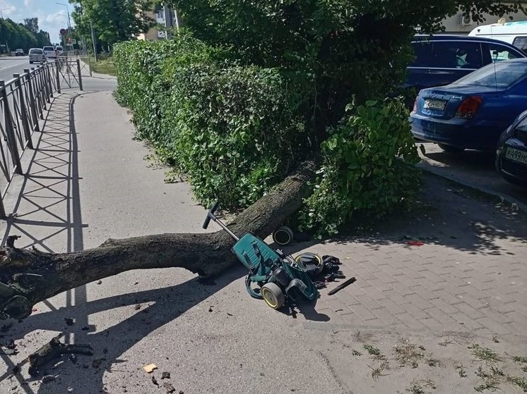 В Черняховске на двухлетнего ребенка упало дерево