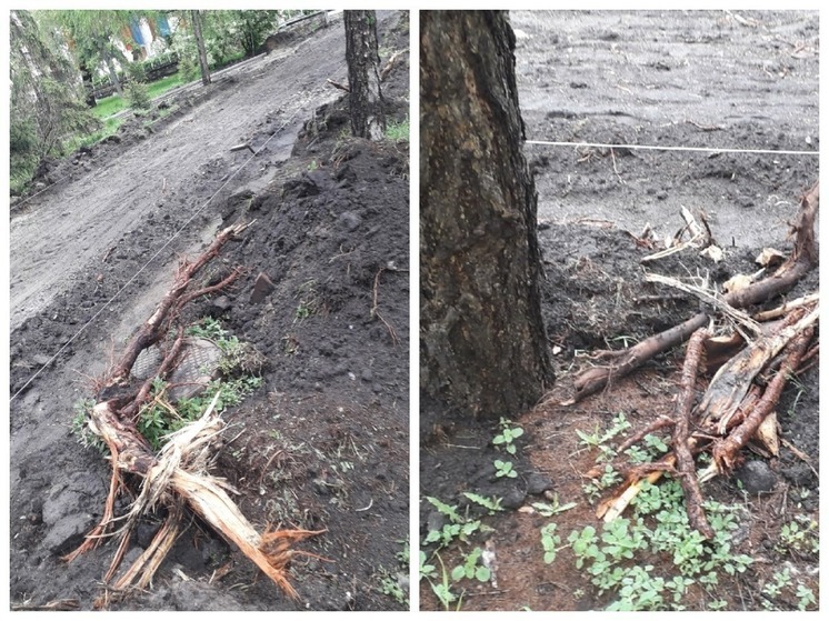 Повреждённые лиственницы в омском Городском саду попытаются спасти