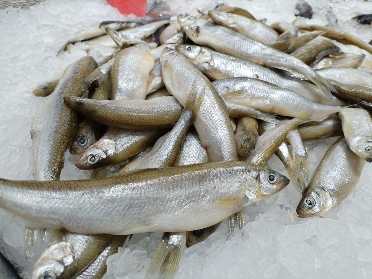 В Северном бассейне наловили более 208 тысяч тонн рыбы