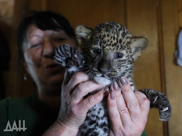 Мариупольский зоопарк показал недавно рожденных леопардов