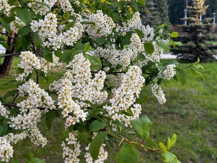 Биолог из Новосибирска рассказал об опасностях цветущей черёмухи