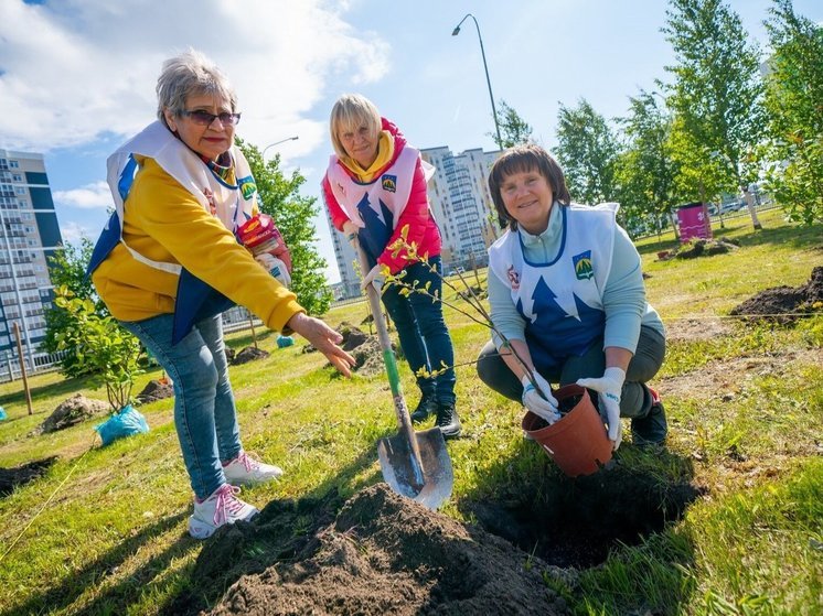 В Югре продолжается работа по восстановлению лесов