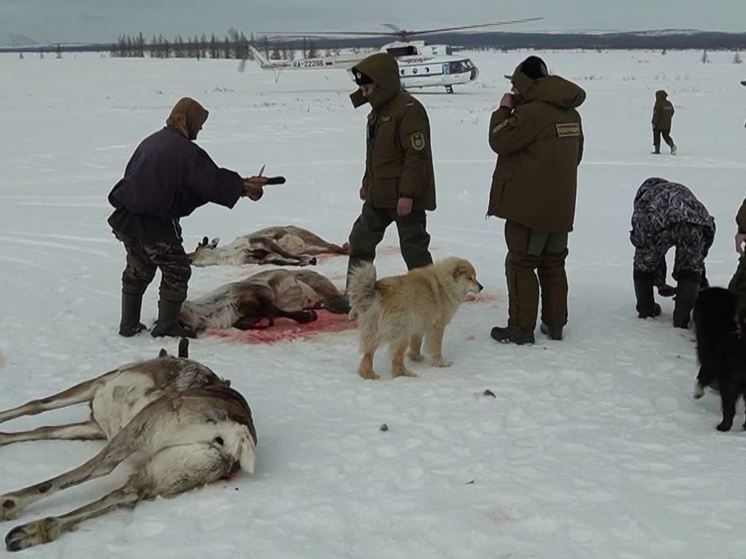 Олени погибли под колесами поезда в Приуралье