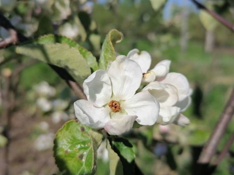 В Подмосковье начинается период по-летнему теплой погоды