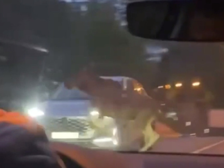 На трассе в Подмосковье водитель сбил лося, перебегавшего дорогу