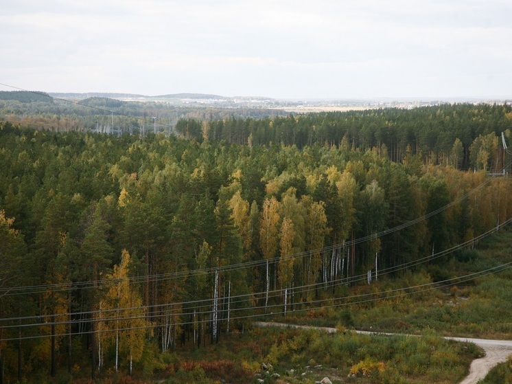 Свердловская область входит в число регионов, где часто кусают клещи