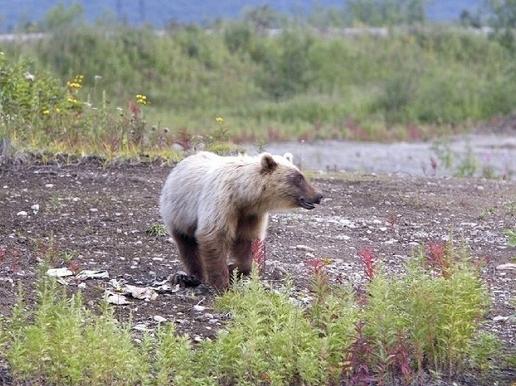 В Магаданской области местная женщина сумела палкой отпугнуть вставшего на задние лапы медведя