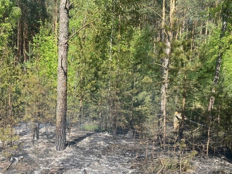 Лесной пожар сегодня обнаружили в округе Луховицы