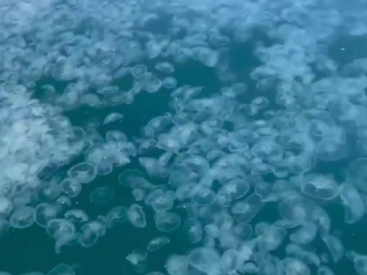 Жители Анапы стали размещать в интернете видеозаписи, на которых можно увидеть множество медуз в морской воде