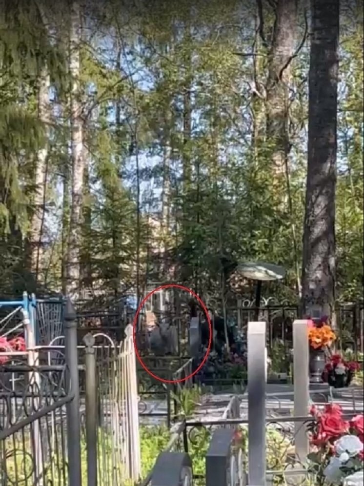 Козы, пасущиеся на кладбище, возмутили жителей Сортавалы