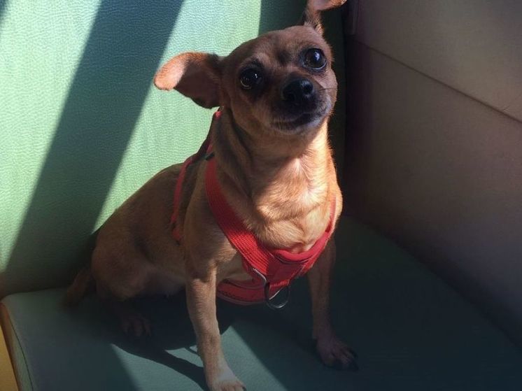 Сотрудники ЦППК помогли найти, сбежавшую на платформе собаку