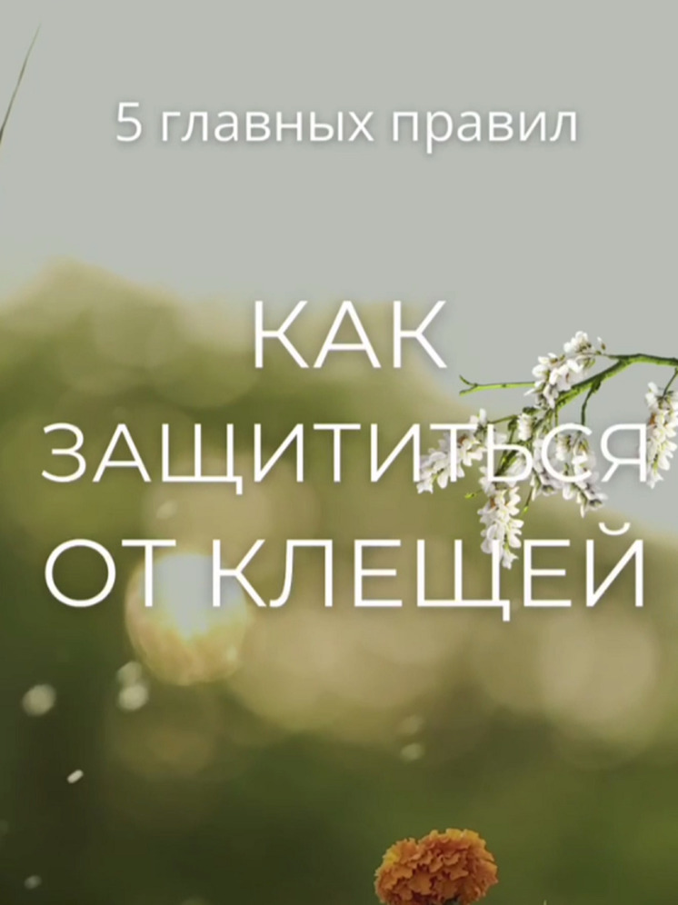 В Калмыкии растет число укушенных клещами
