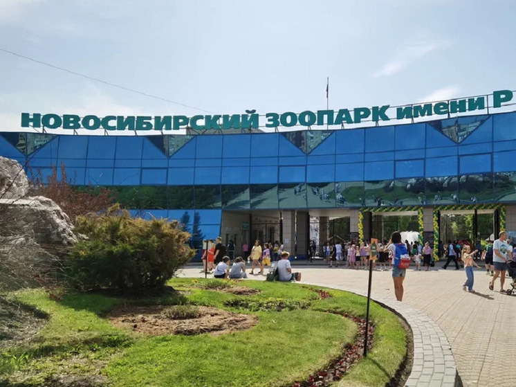 В Новосибирском зоопарке на свет родились мини-свинки пекари